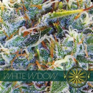 White Widow – Vision Seeds